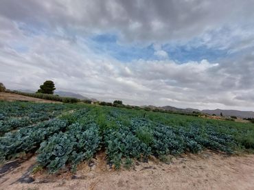 Terreno residenziale in vendita a Pedanías Centro