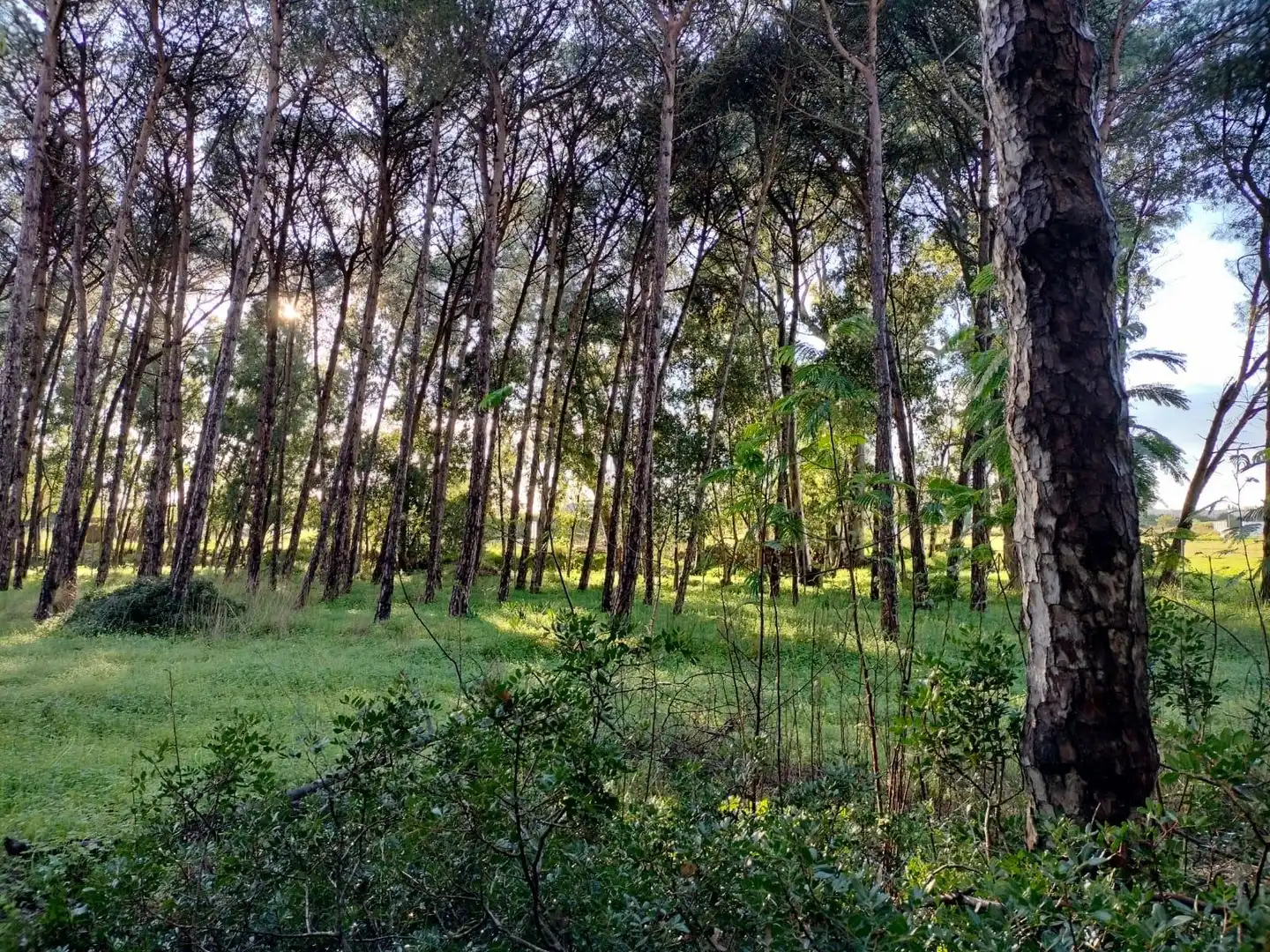 Terreno residencial en venta en Pelagatos - Pago del Humo, imagen 14