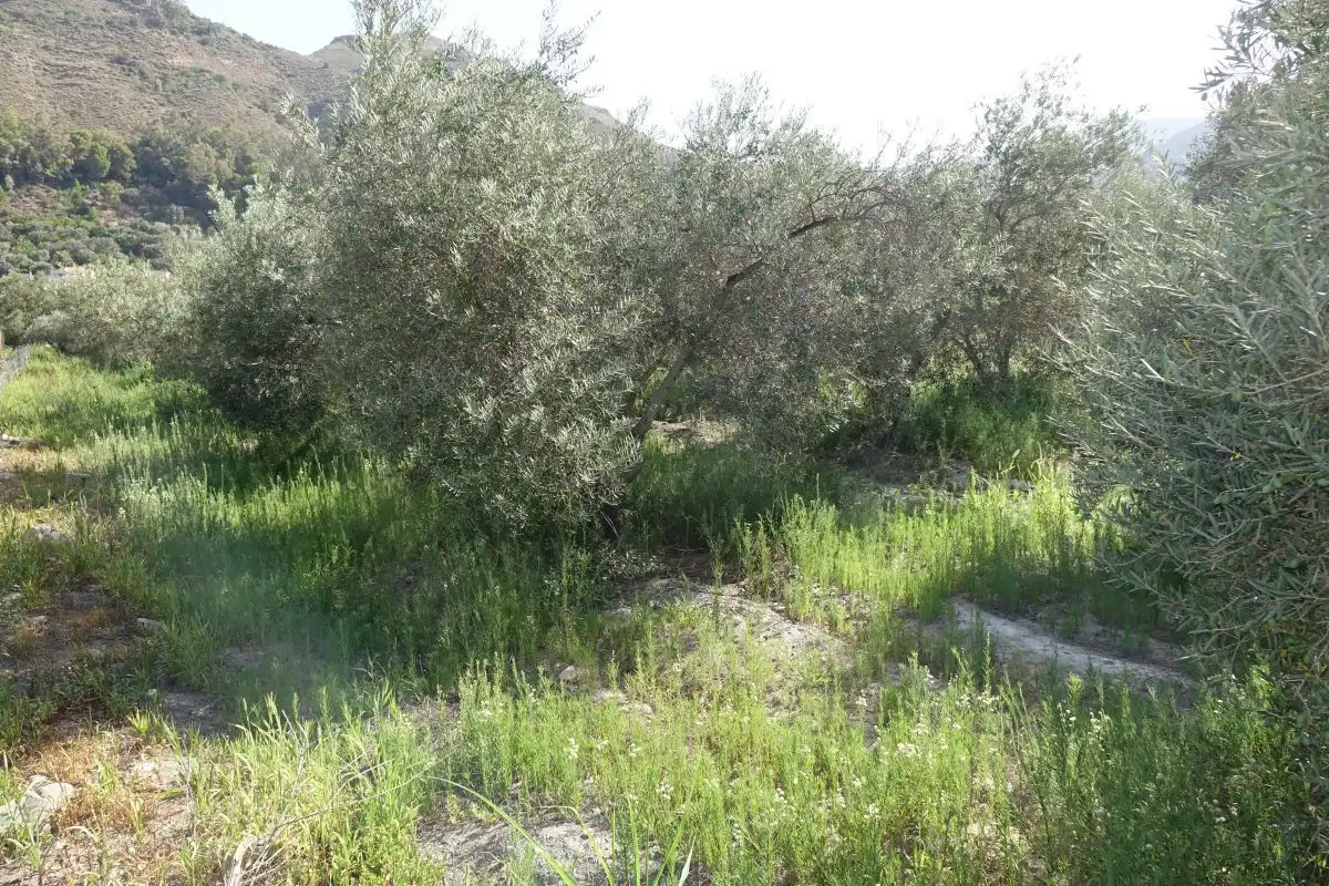Finca rústica en venta en Órgiva