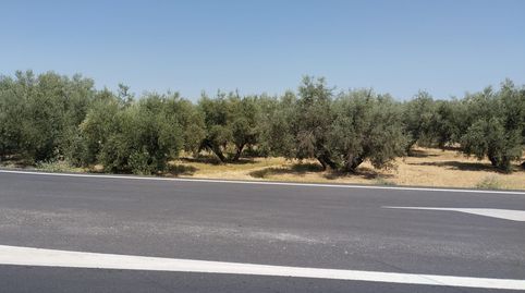 OLIVAR DE 3,5 HECTAREAS A PIE DE CARRETERA, immagine 3