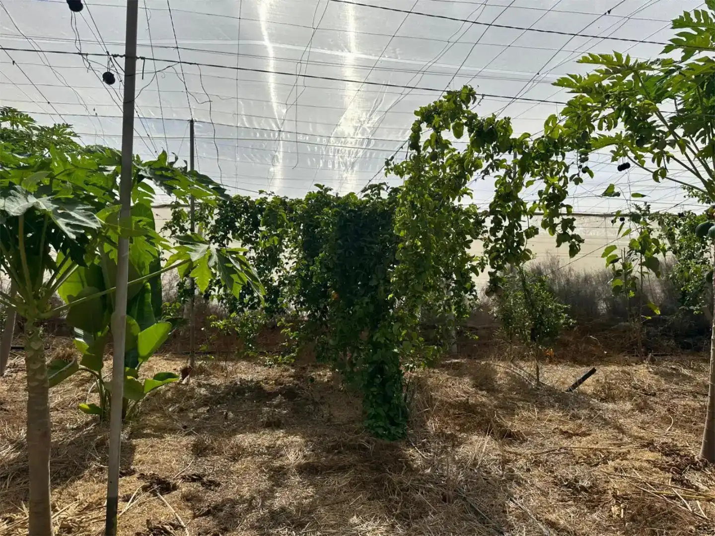 Jardí de Finca rústica en venda en Guía de Isora