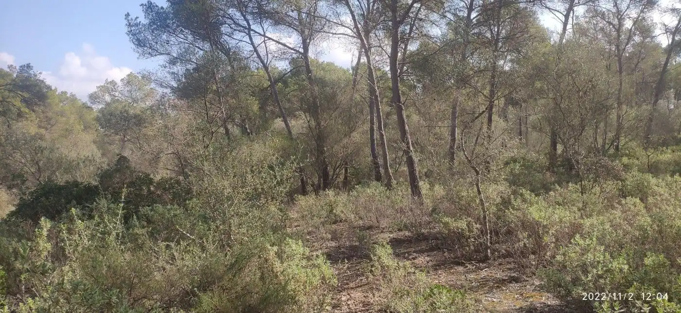 Terrain résidentiel à vendre à Algaida, imagen 7