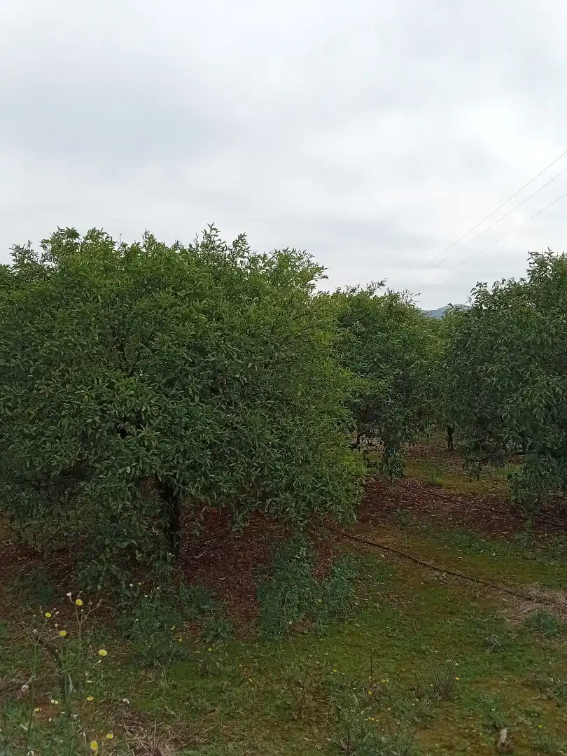Terreny rústic en venda a Partida de la Serratella, imagen 4