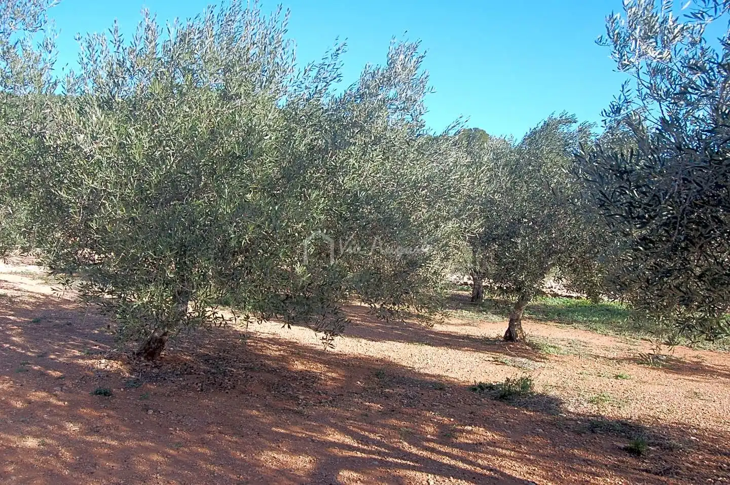 Terreno rustico in vendita a Masets, imagen 11