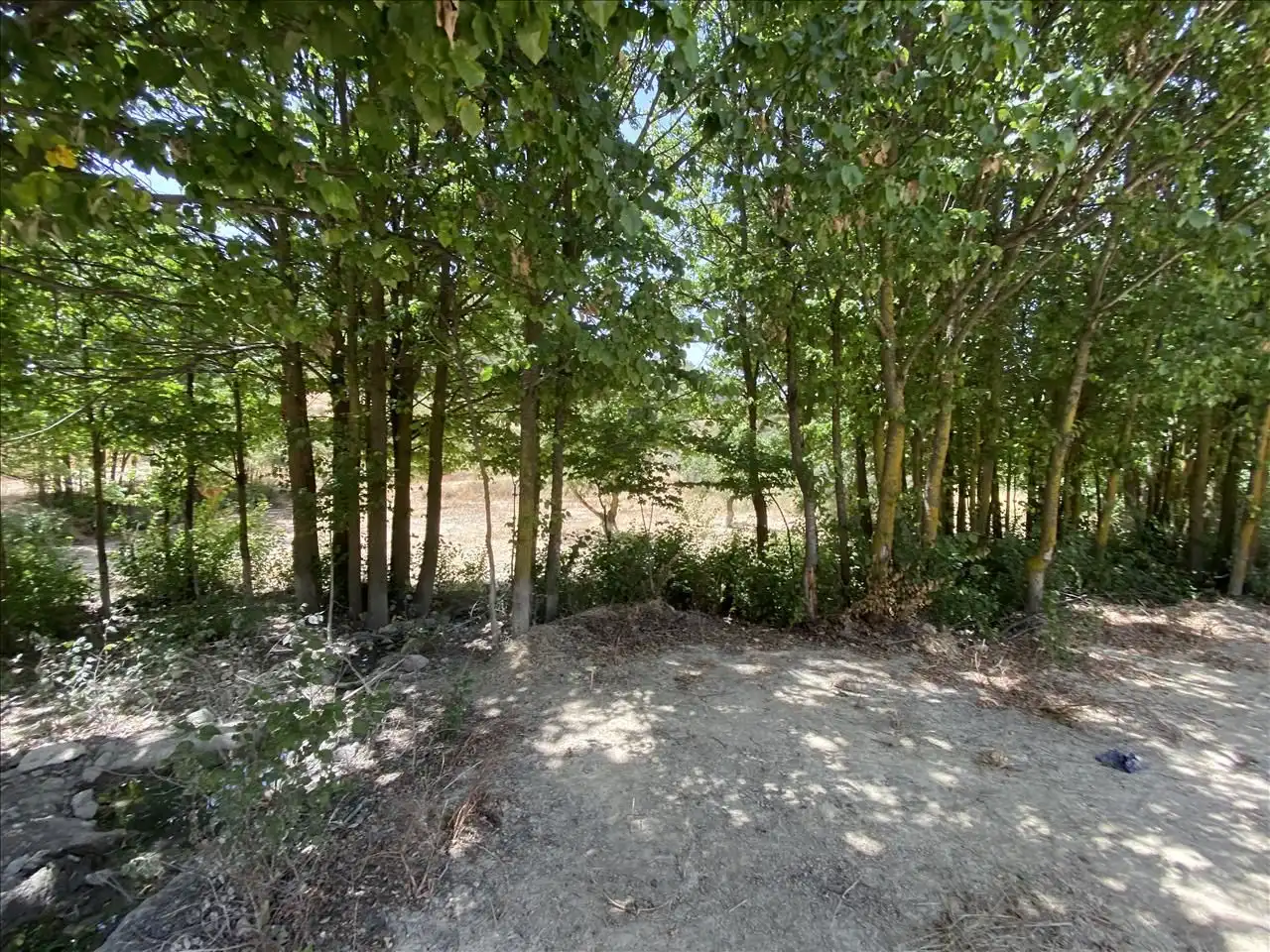 Land for sale in Jumilla
