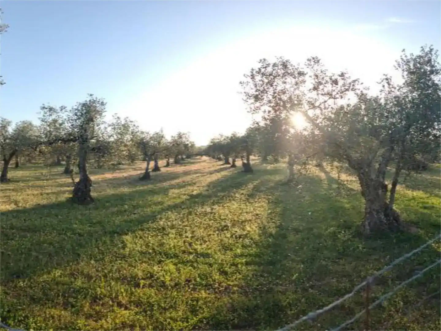 Terreno en venta en Alconera