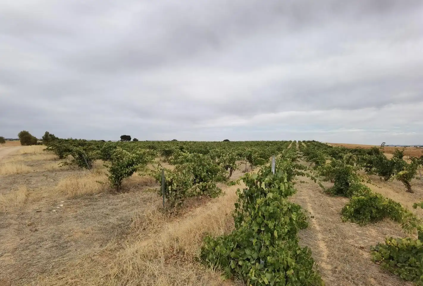 Residencial en venta en Fuente de Pedro Naharro