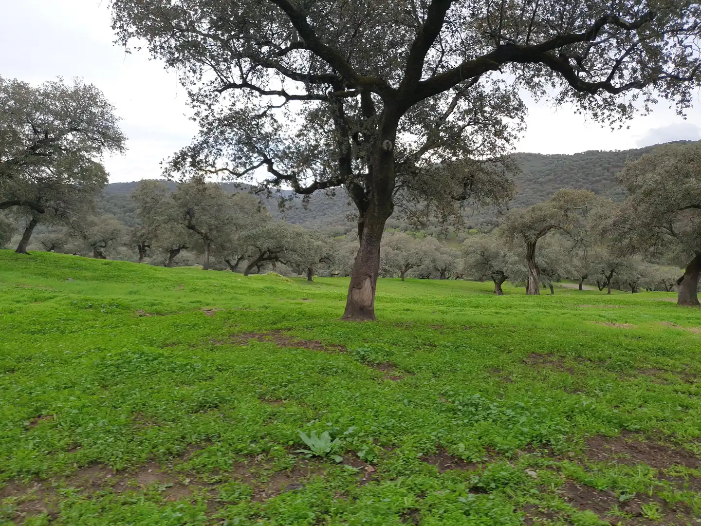 Terreno en venta en Sevilla