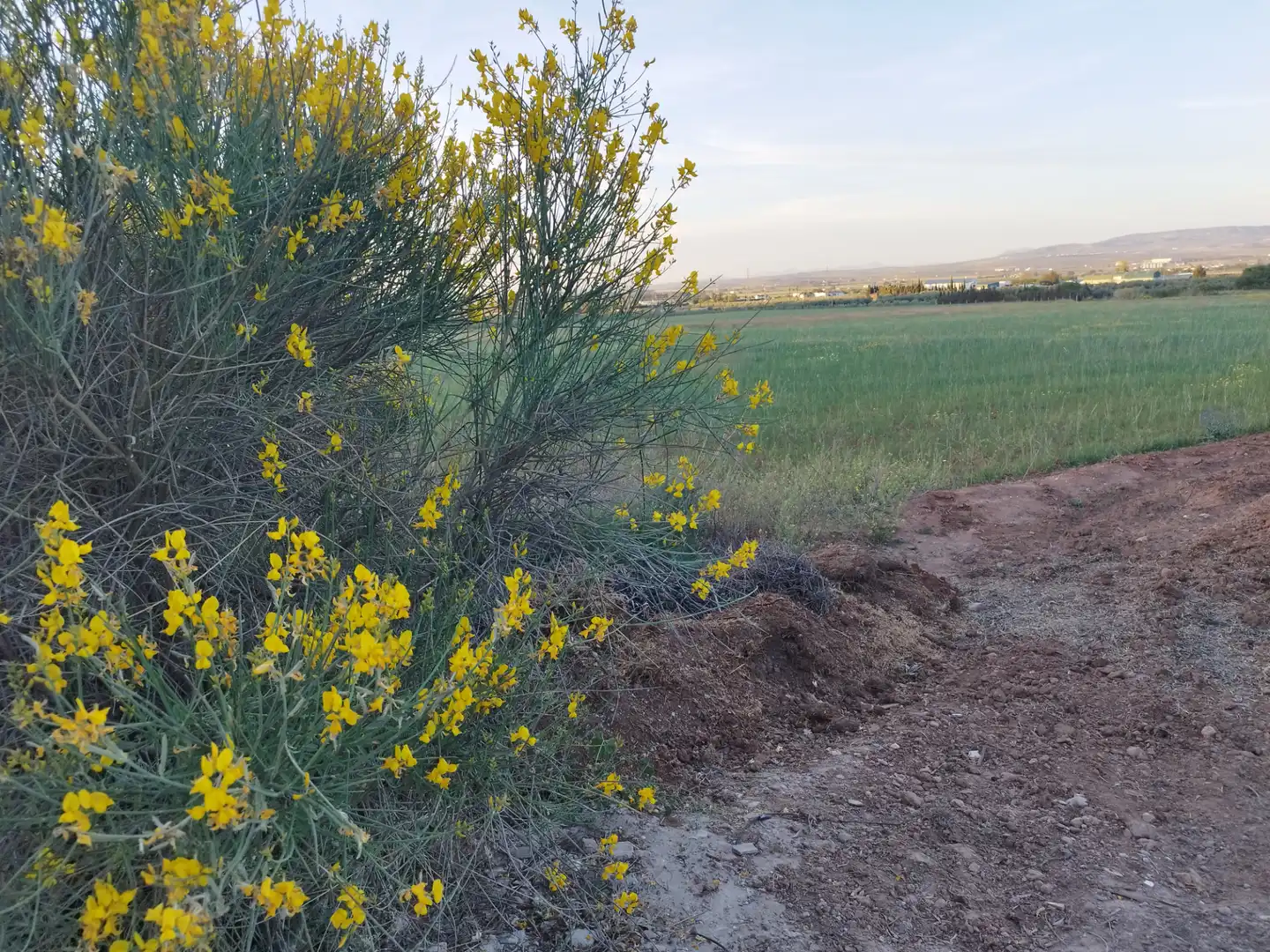 Country homes for rent in Antequera  with Private garden and Furnished