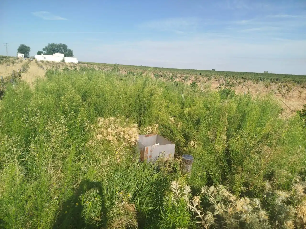 Terreno rustico in vendita a Alcázar de San Juan, imagen 3