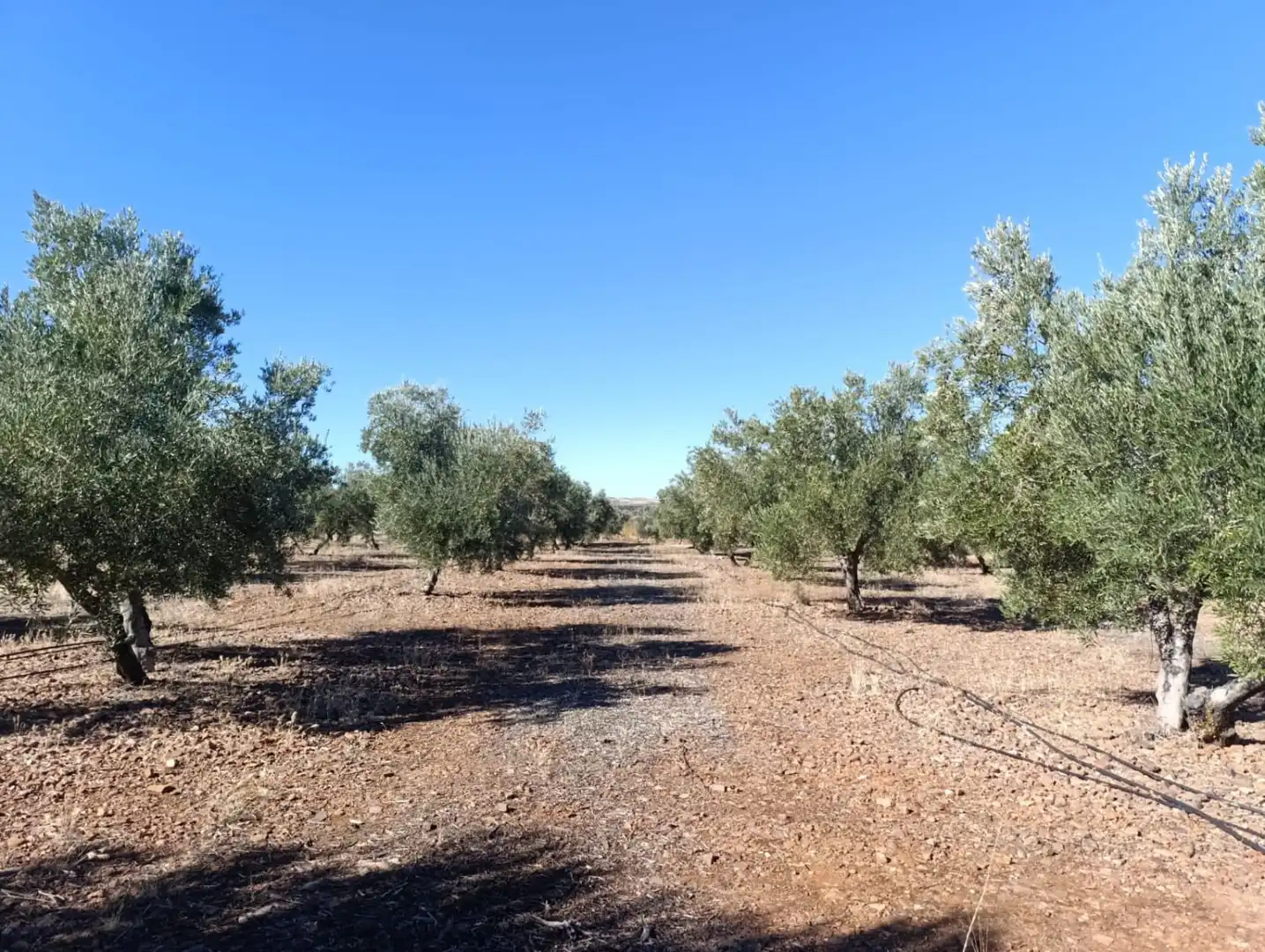 Casa rústica en venda a Valdepeñas, imagen 22