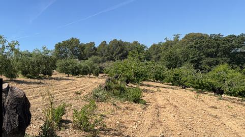 Photo 4 of Land for sale in Camí del Cementiri, 97, L'Arboç, Tarragona
