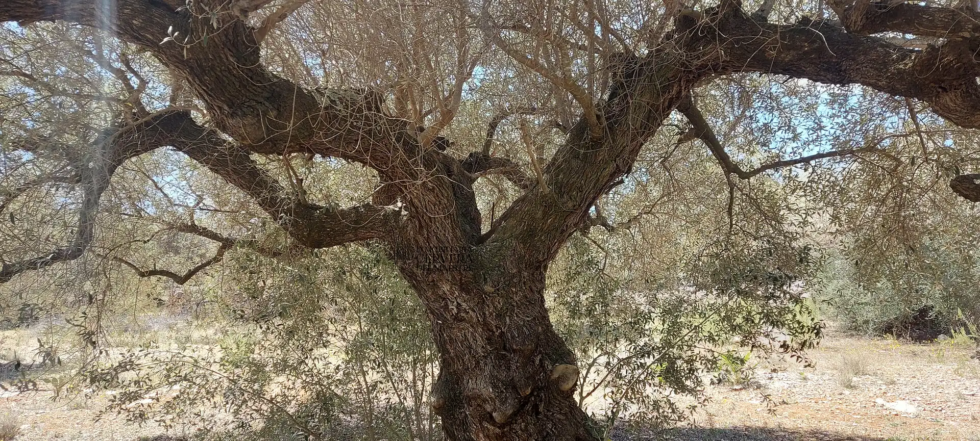 Terreno rustico in vendita a Cervera del Maestre, imagen 18