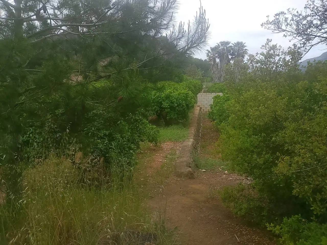 Terrain rustique à vendre à Calle Cami Rural Rotova, imagen 11