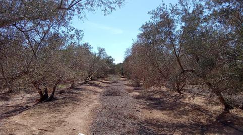 Photo 3 of Residential for sale in Pilar de la Horadada ciudad, Alicante