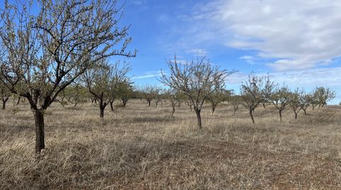Finca de almendros en Padul - Granada, imagen 2
