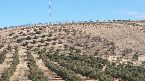 GRAN FINCA DE OLIVOS EN CHIMENEAS