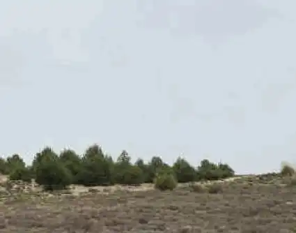 Land for sale in Pl 14 - Morrón de Arriba -, Zarza de Tajo