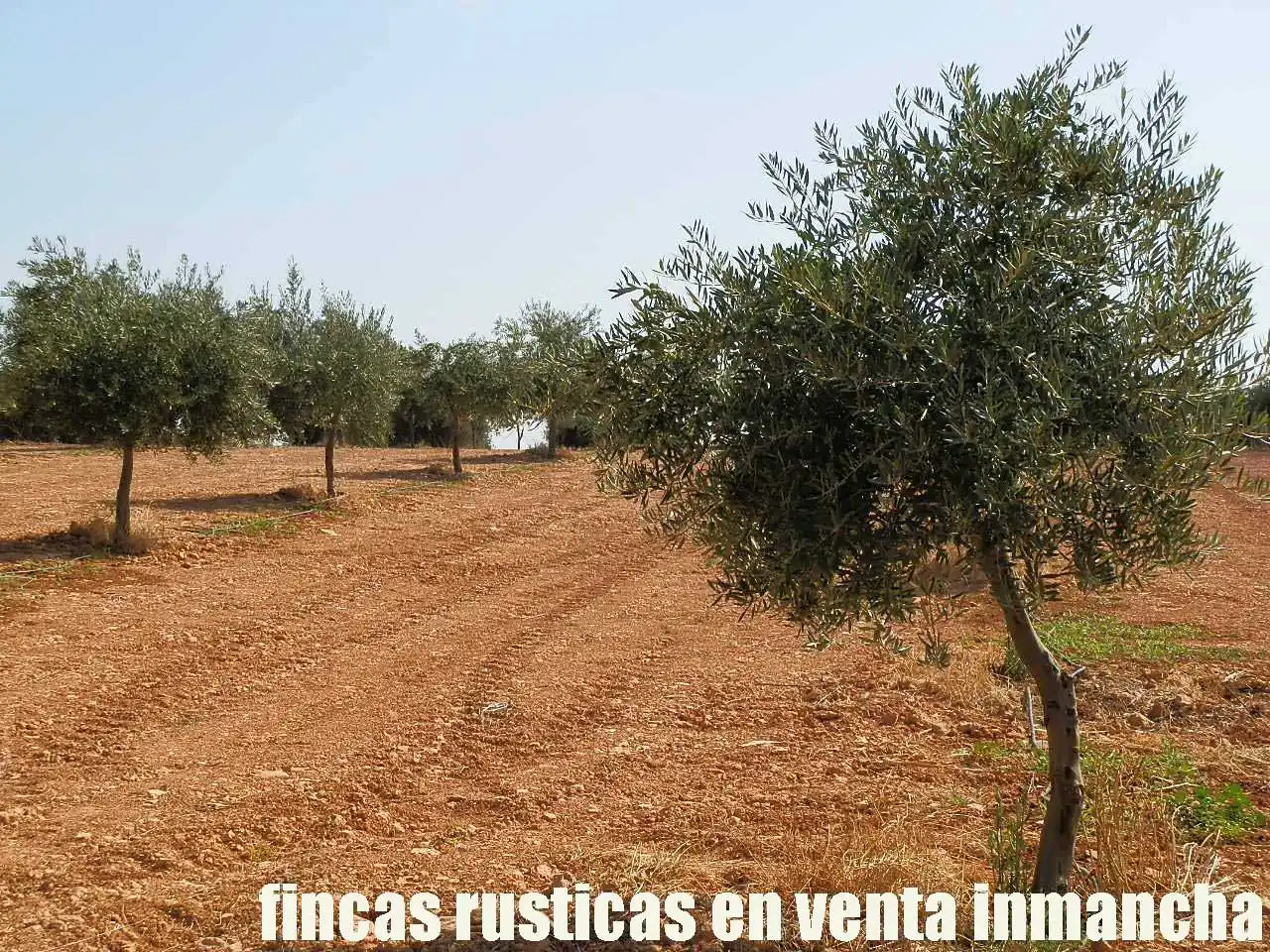 Terreno rústico en venta en Moral de Calatrava, imagen 13