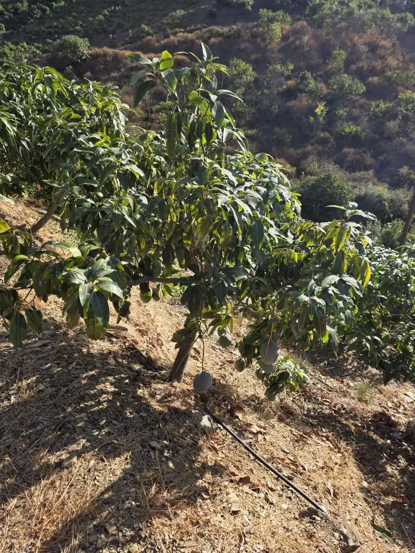 Jardín de Finca rústica en venta en Benamocarra con Terraza y Piscina