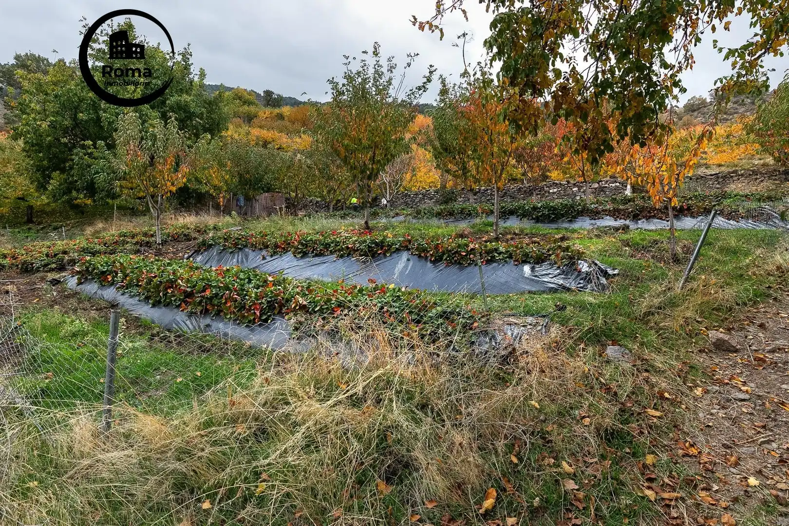 Lands and plots for sale in Güéjar Sierra, imagen 15