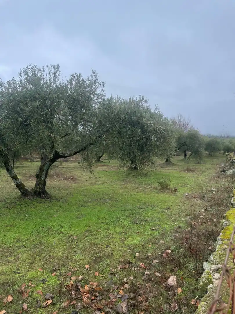 Terreni e lotti in vendita a Sotillo de la Adrada, imagen 2
