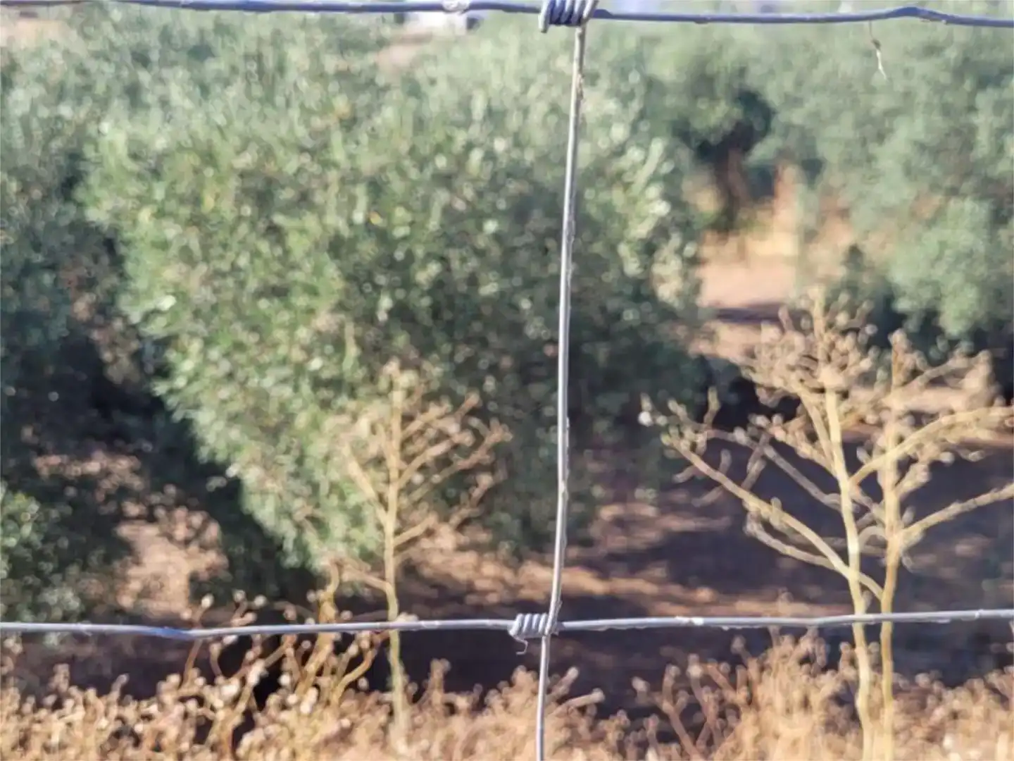 Terreno en venta en Puebla de Obando