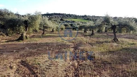 Parcela de 3 hectáreas, con aproximadamente 400 olivos, casa y nave en el término de la Granjuela. La casa consta de porche, 2 dor, immagine 4
