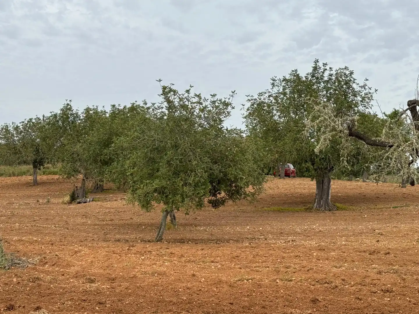 Rustikales Grundstück zum Verkauf in Camino Camí Vell de Porreres 2, imagen 25