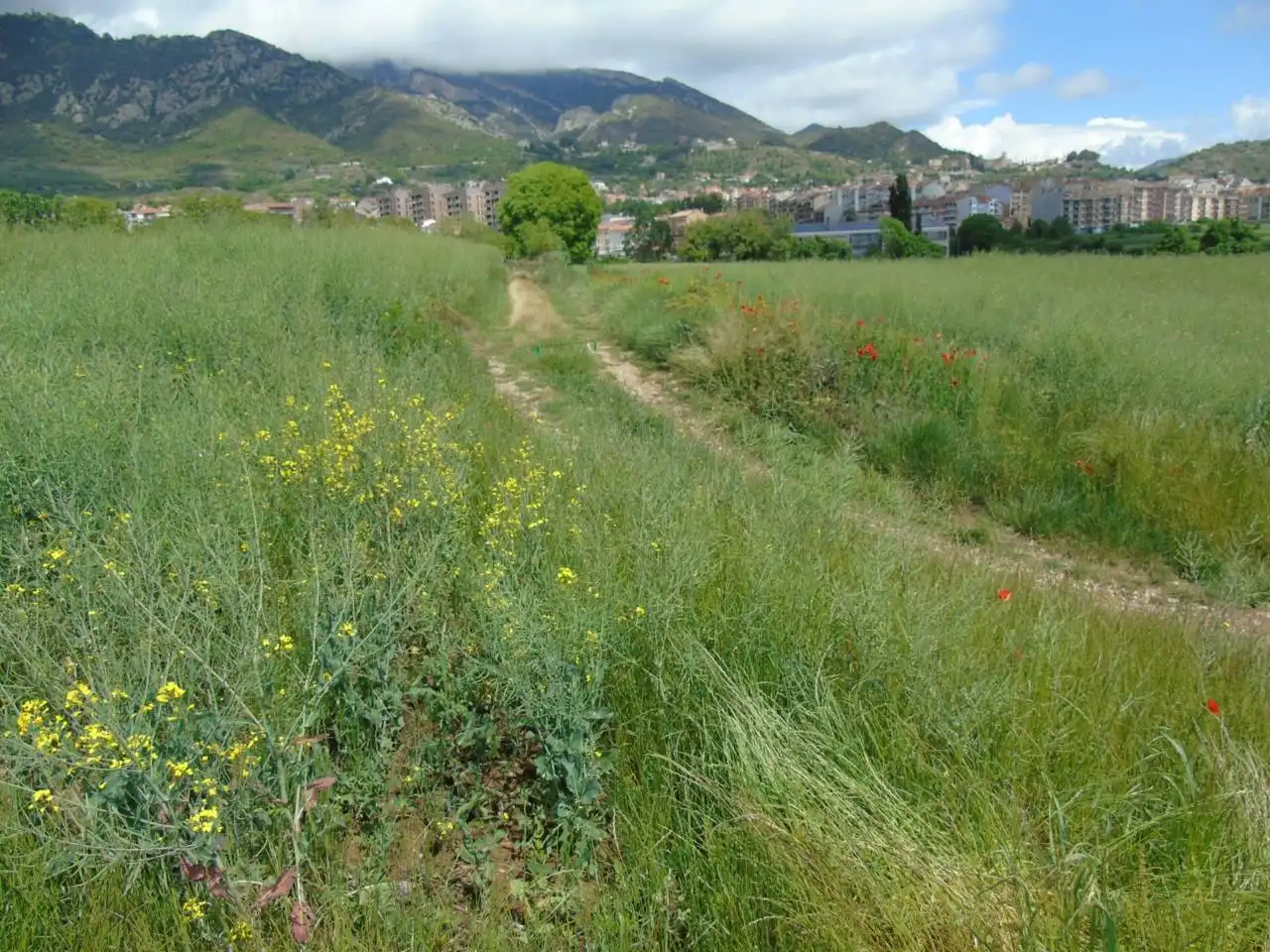 Terreno rustico in vendita a Berga, imagen 6