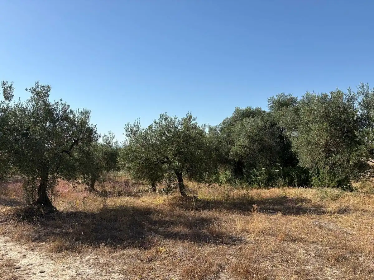 Terreny rústic en venda a Sanlúcar la Mayor