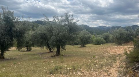 Finca de olivos en barrancos, immagine 4