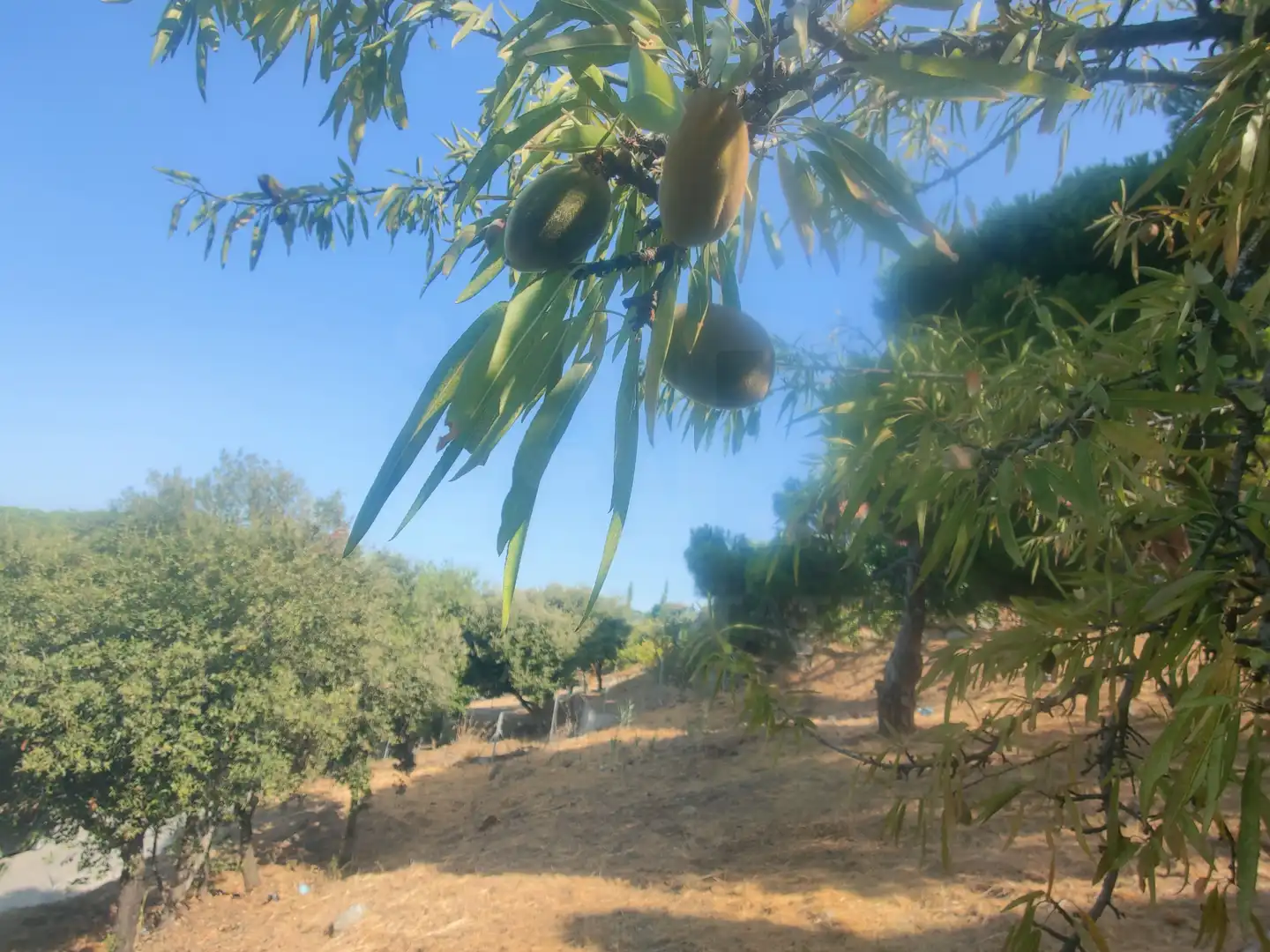 Residential land for sale in Calella, imagen 3