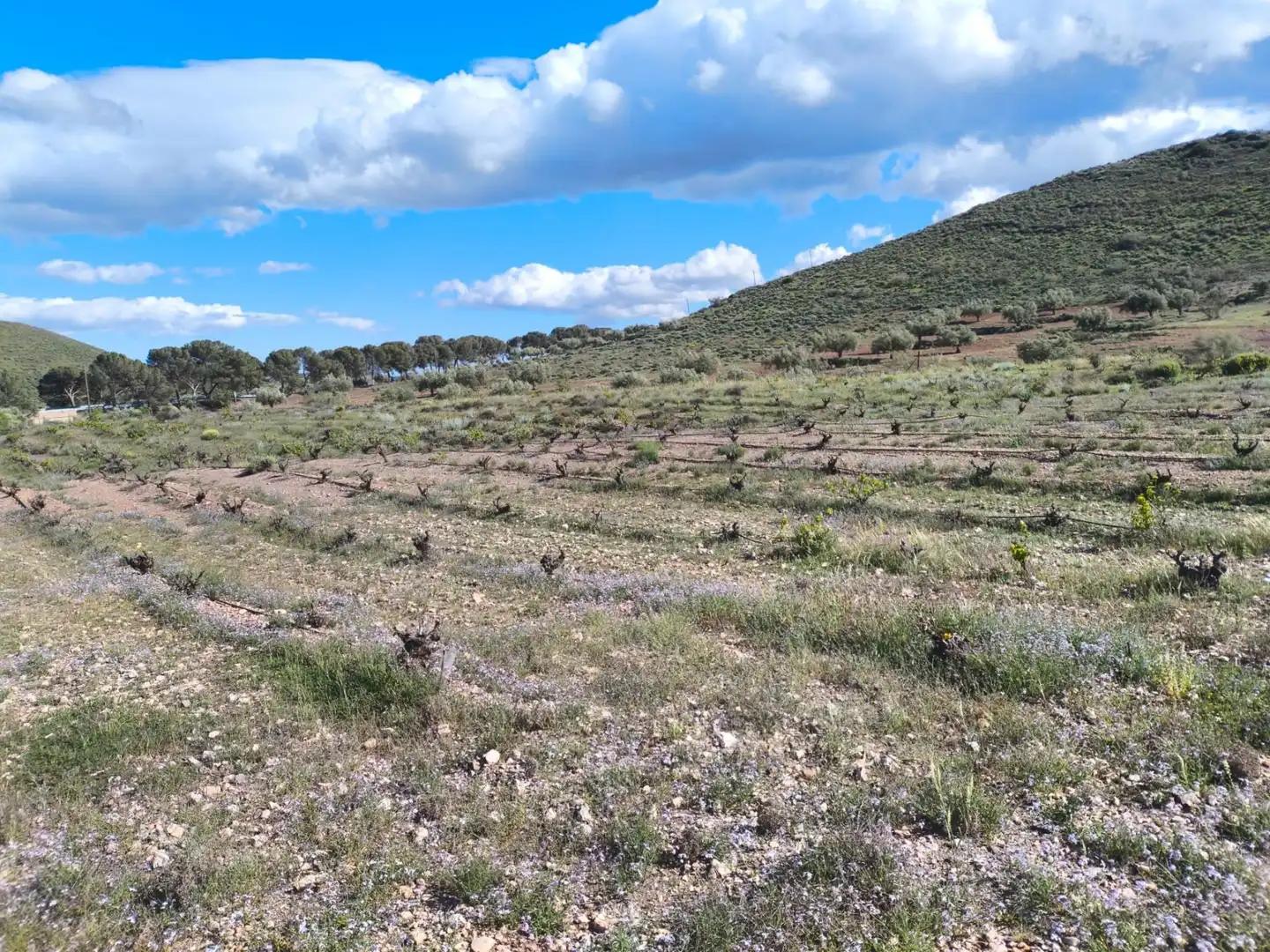 Terreno rustico in vendita a Alboloduy 5, imagen 4