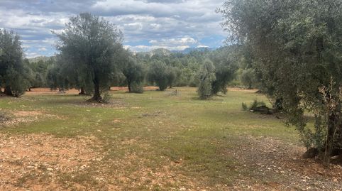 Finca de olivos en barrancos, immagine 3