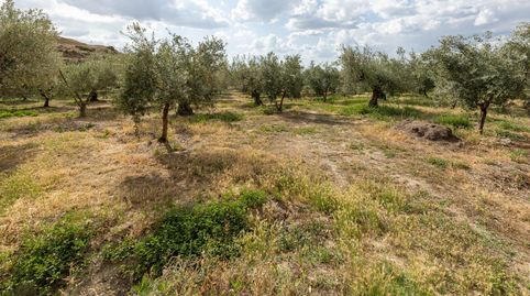 Venta de finca rústica de 77 olivos en Otura Granada, imatge 5