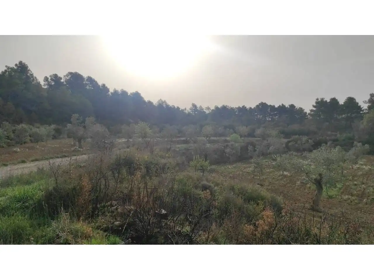 Terreny rústic en venda a Calle PARTIDA LA BASSETA DEL BISSELL, imagen 6