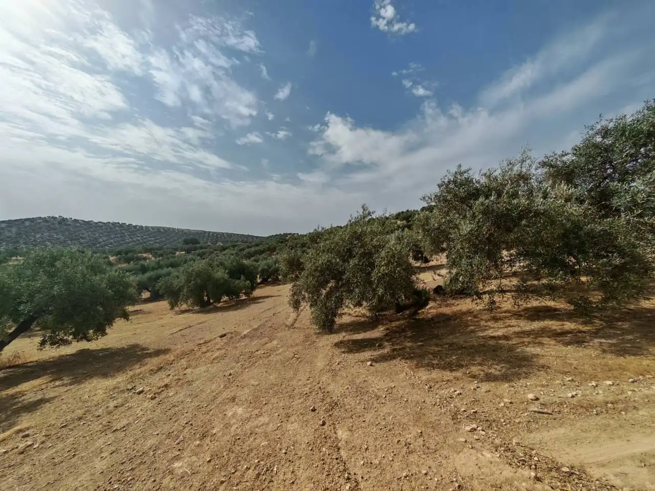 Land for sale in Salar