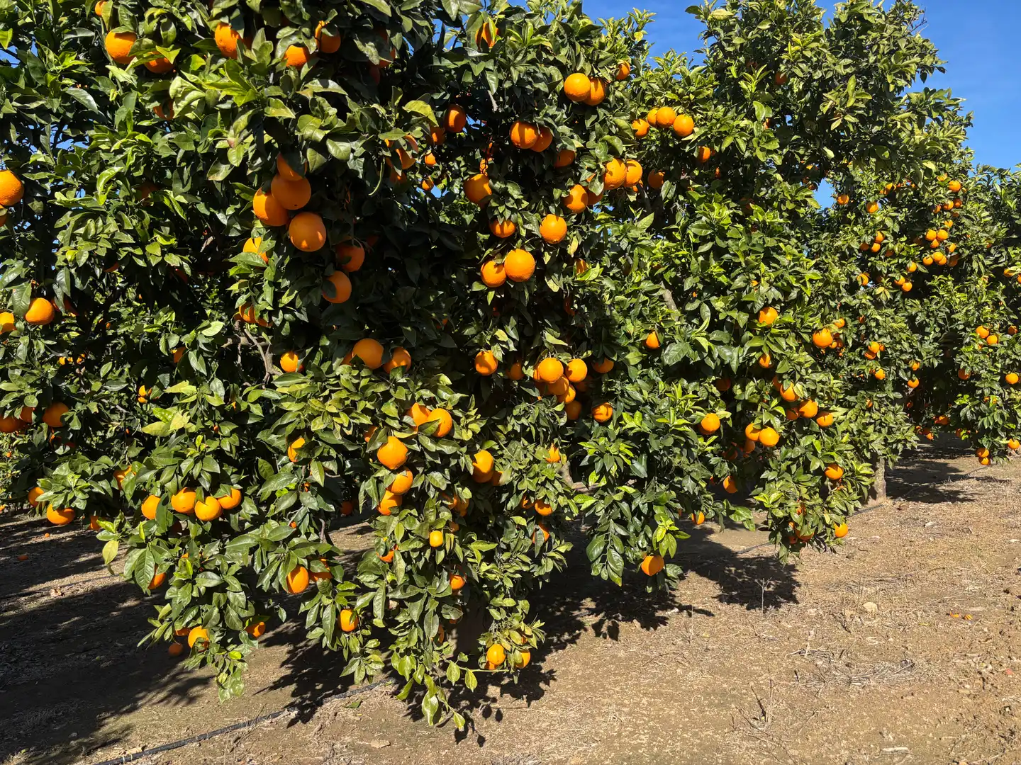 Garden of Land for sale in Sanlúcar la Mayor