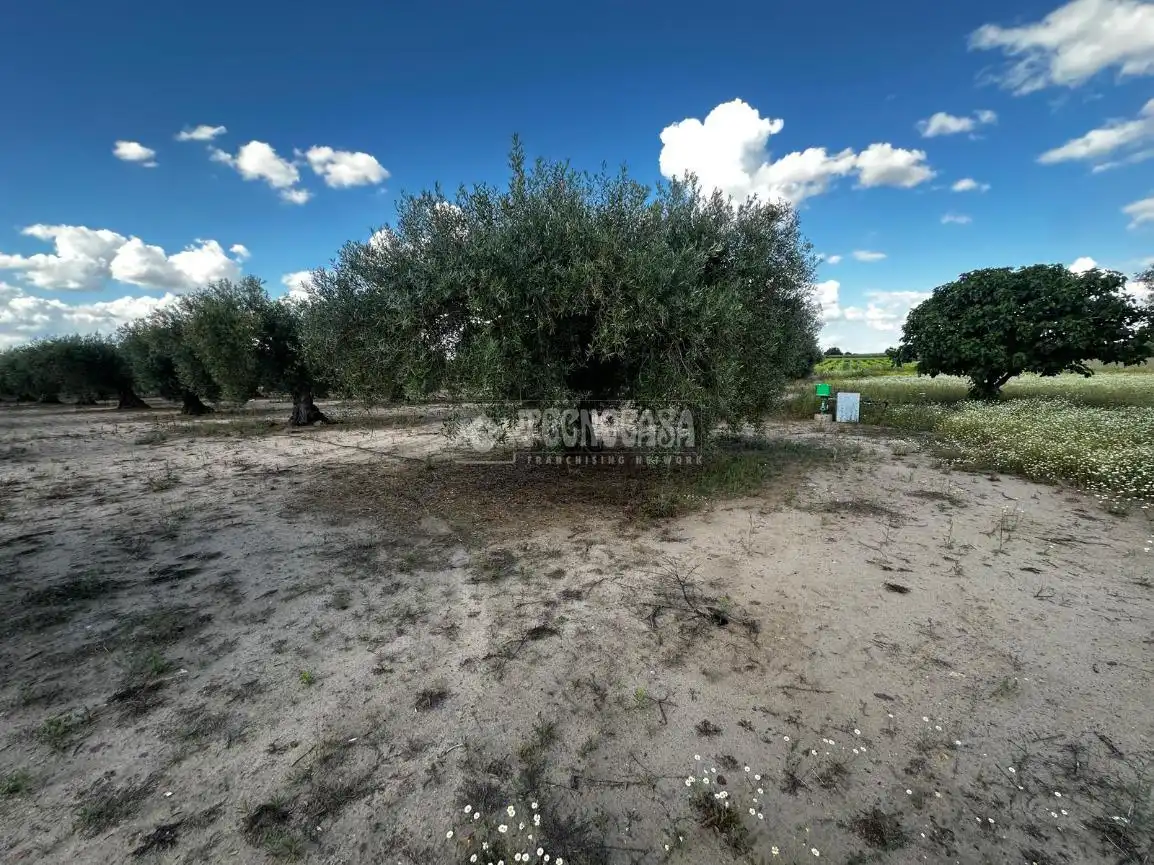Land for sale in Guareña