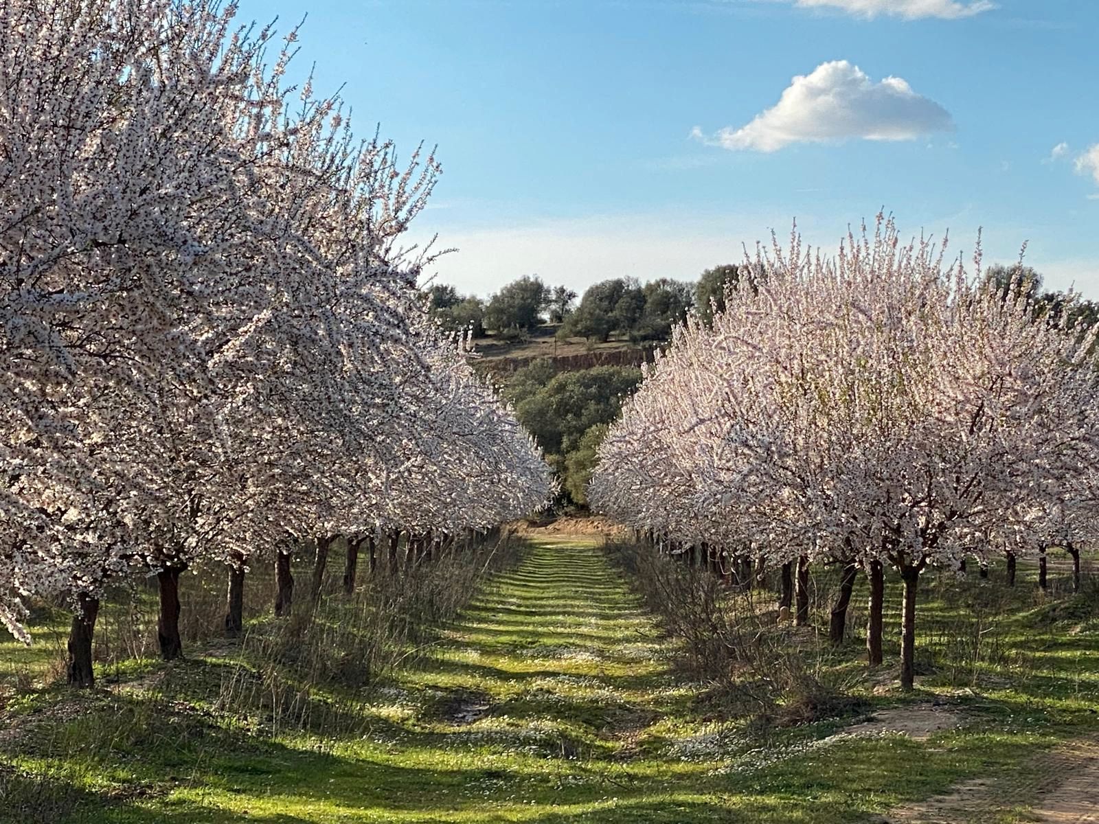 Garten von Grundstücke zum verkauf in Orellana la Vieja