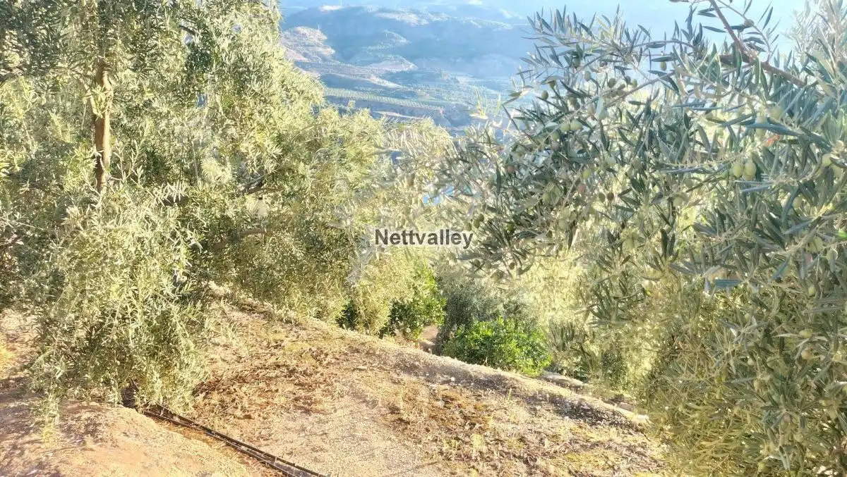 Terreni e lotti in vendita a FUENTE DEL OLIVO, imagen 9