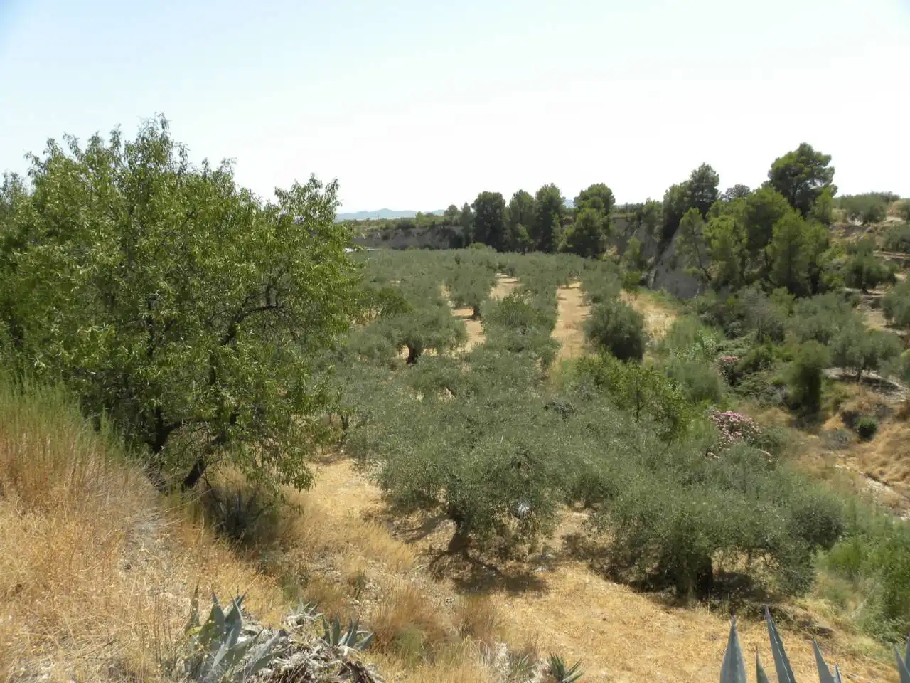 Terreno rustico in vendita a Camino Picardias, imagen 12
