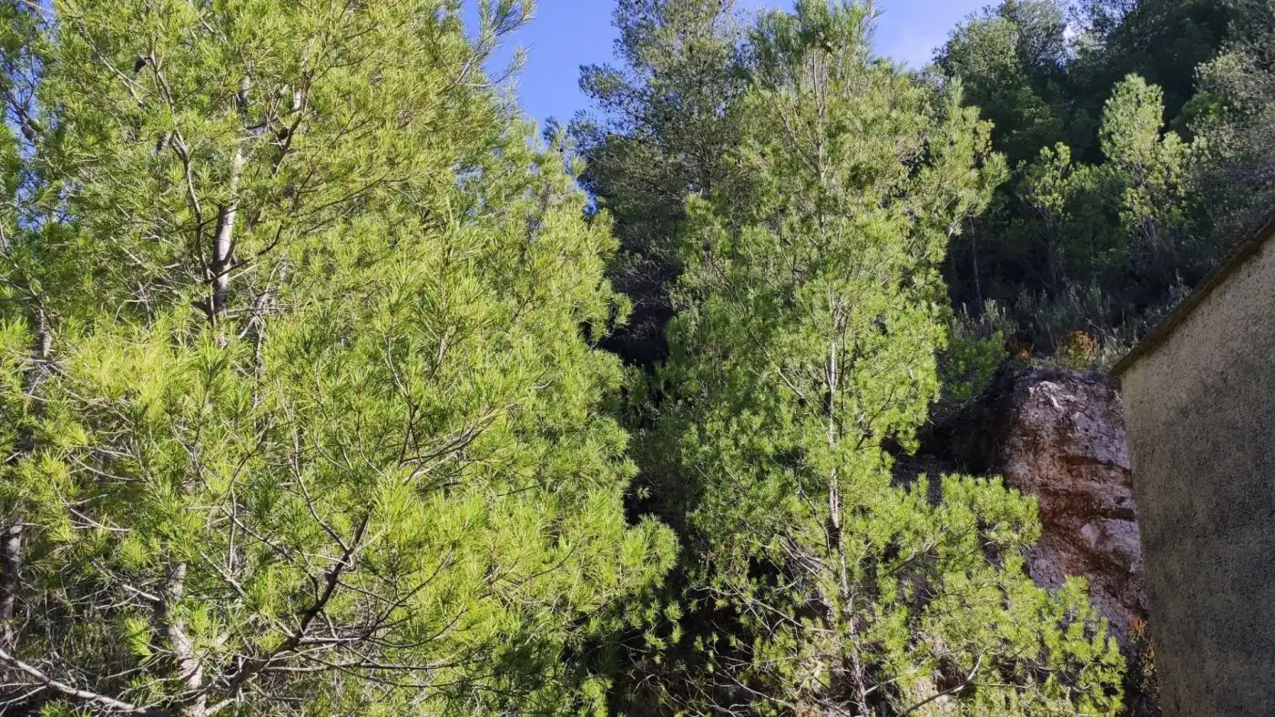 Finca rústica en venta en L'Atzúbia