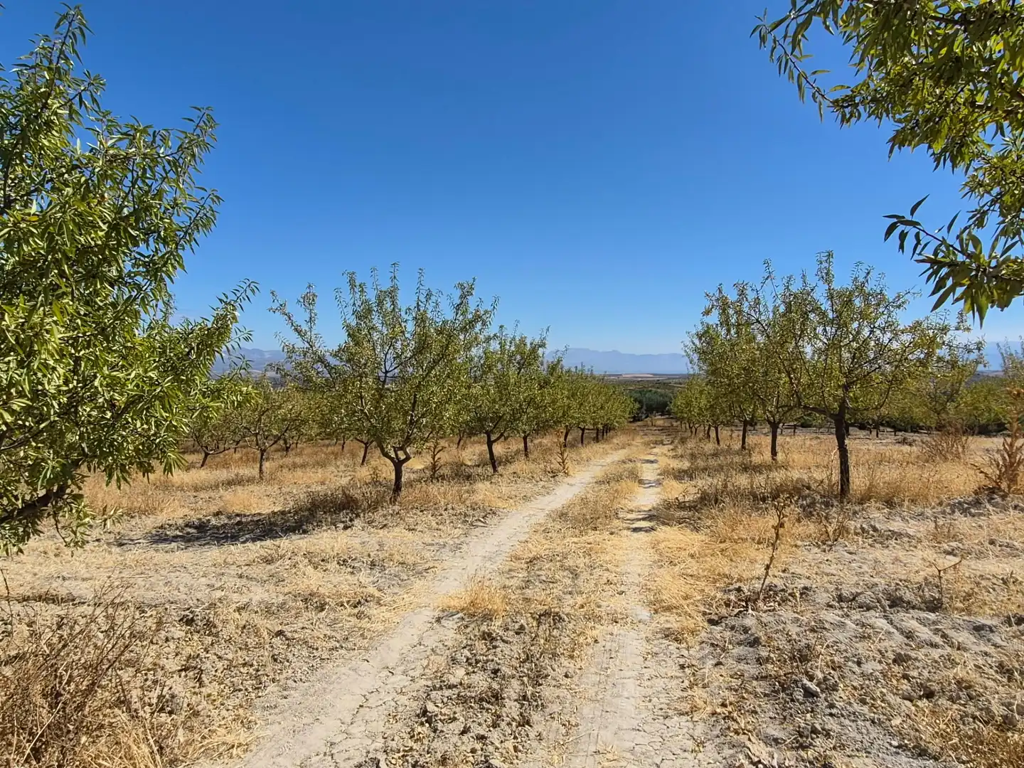 Terreny rústic en venda a Alhama de Granada, imagen 20