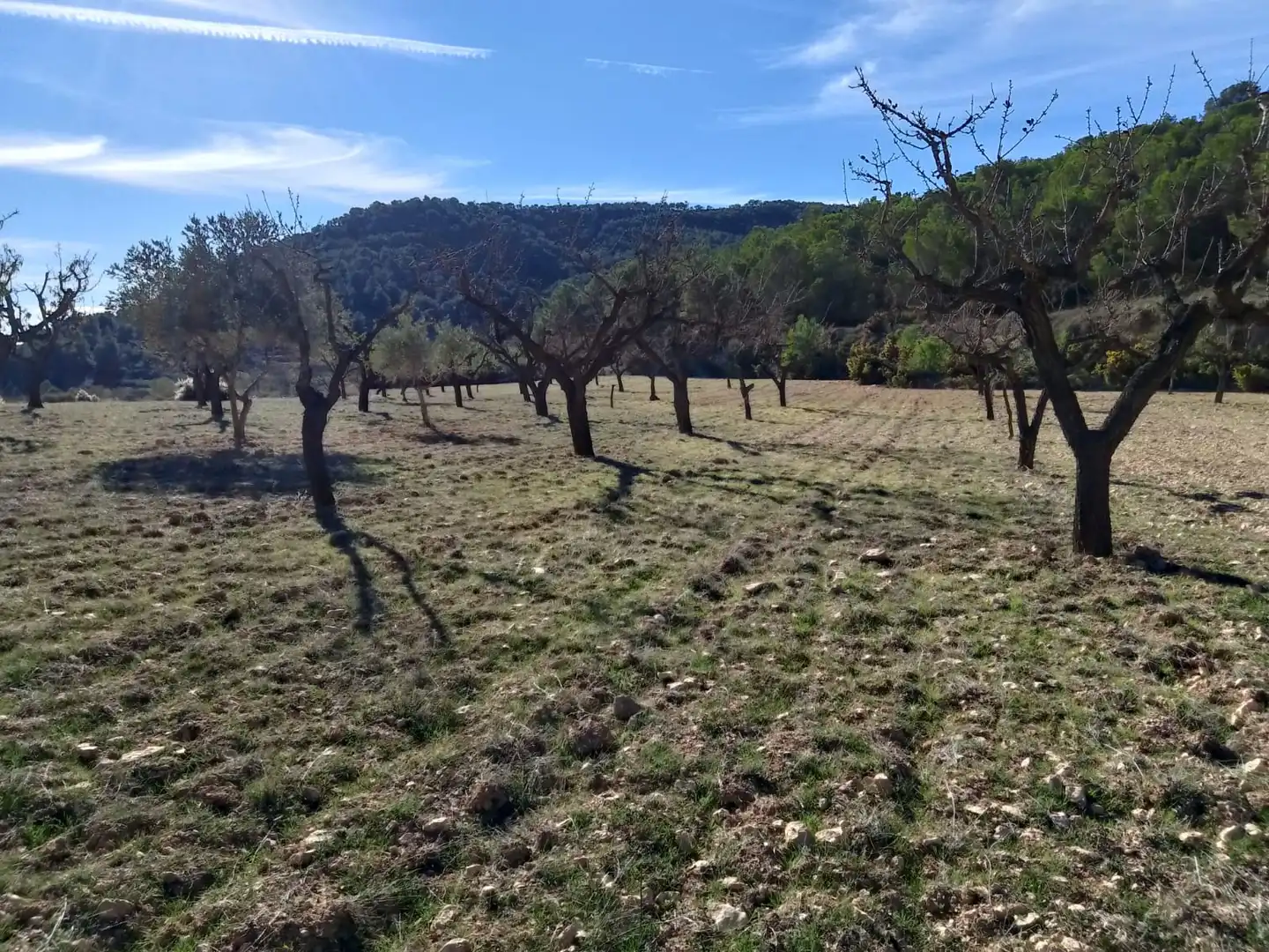 Terreno rustico in vendita a Carrer la Creu, imagen 24