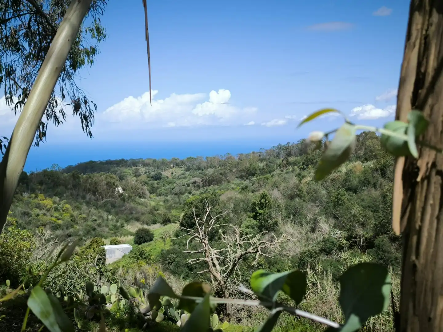 Finca rústica en venta en Moya (Las Palmas)