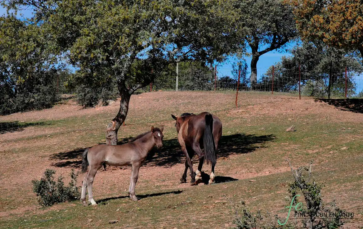 Außenansicht von Country house zum Verkauf in Espiel mit Privatgarten, Terrasse und Abstellraum