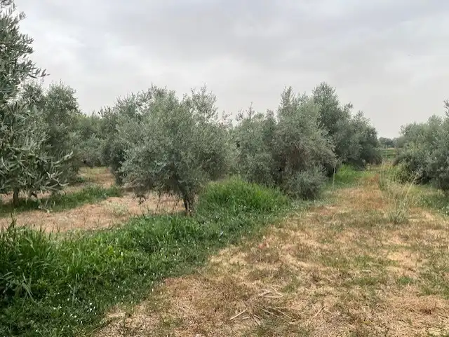 Terreno rústico en venta en Villafranca de Córdoba, imagen 5