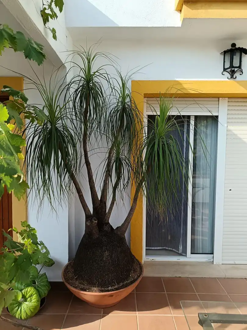 Reihenhaus zum Verkauf in Estepona Pueblo, imagen 17